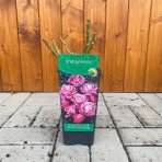 Ruža popínavá (Rosa rampicante) ´INDIGOLETTA´ - výška 10-20 cm, P11